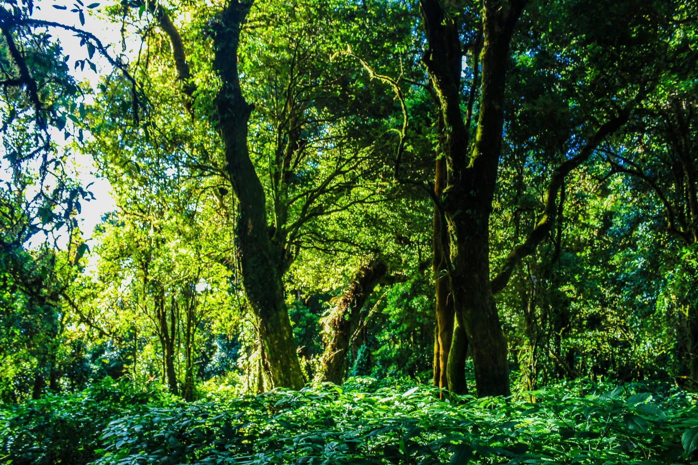 Lush green Aberdare forest interior with shafts of light